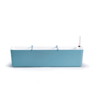 Berberis Celeste 80