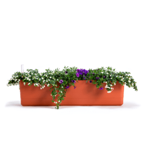 Berberis Terracota 80